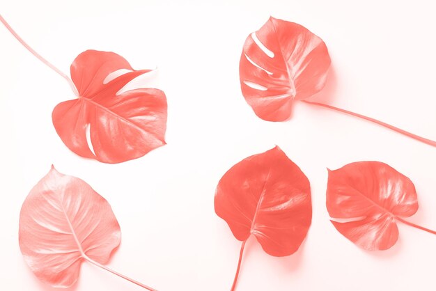 Photo high angle view of red leaves over white background