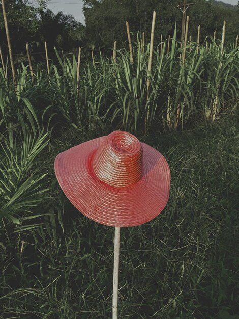 Photo high angle view of red mushroom growing on field