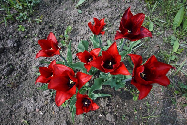 High angle view of red rose on land