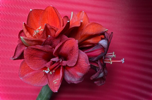 High angle view of red roses