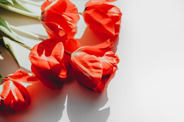 Photo high angle view of red tulips on white table