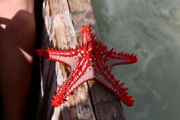 Foto vista ad alto angolo della tartaruga rossa in acqua