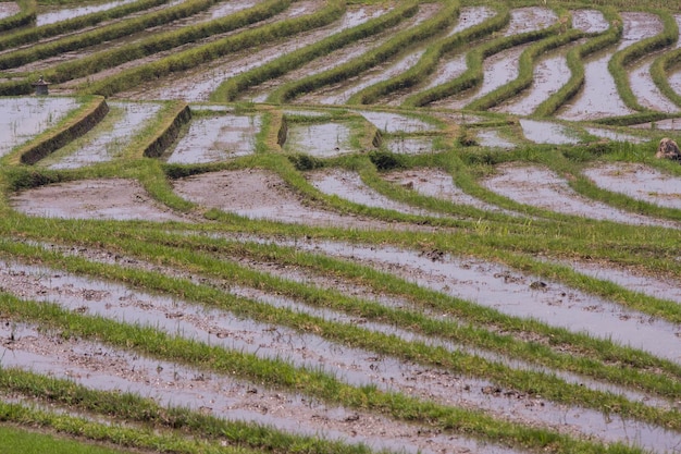 Foto vista ad alto angolo del campo di riso