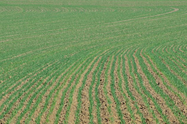 High angle view of rice field