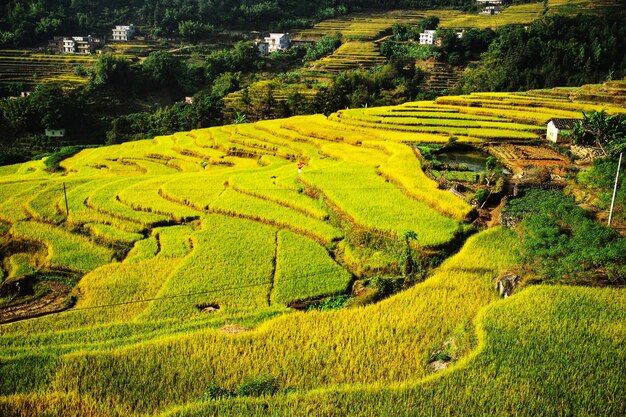 Photo high angle view of rice field