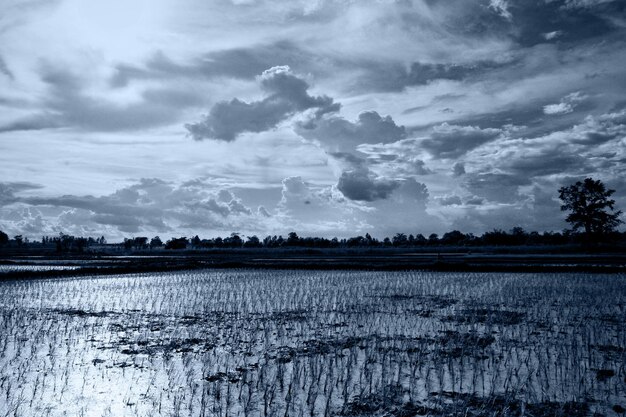 Photo high angle view of rice field
