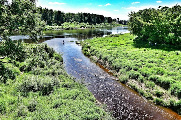 Foto vista ad alto angolo del fiume in mezzo agli alberi in una giornata di sole