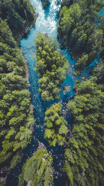 high angle view of river and trees in forest
