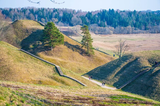 畑の木の間にある道路の高角度の景色