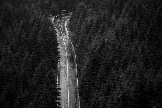 Photo high angle view of road amidst trees in forest