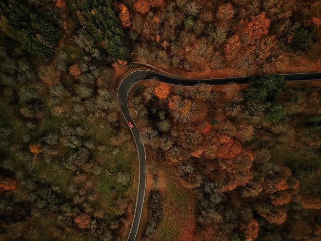 Foto vista ad alto angolo della strada in mezzo agli alberi della foresta