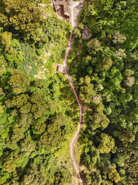 Foto vista ad alto angolo della strada in mezzo agli alberi della foresta