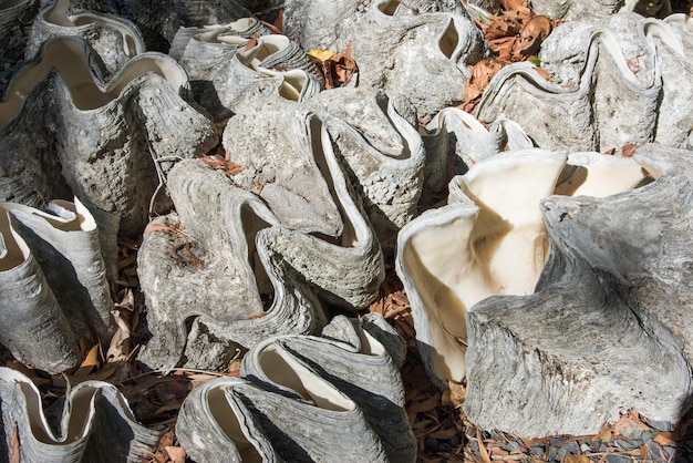 Foto vista ad alta angolazione di una roccia