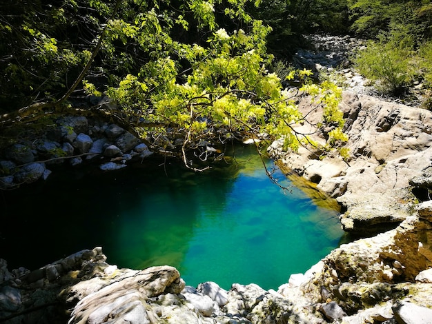 High angle view of rocks by lake in forest