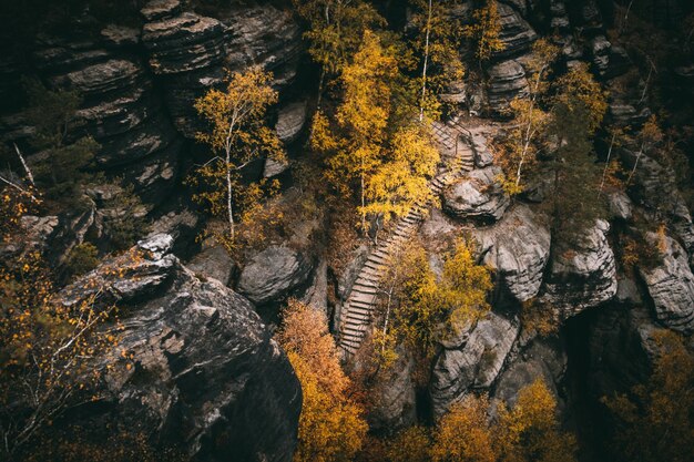 High angle view of rocks in forest