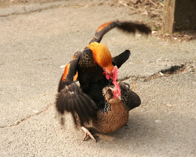 Photo high angle view of rooster