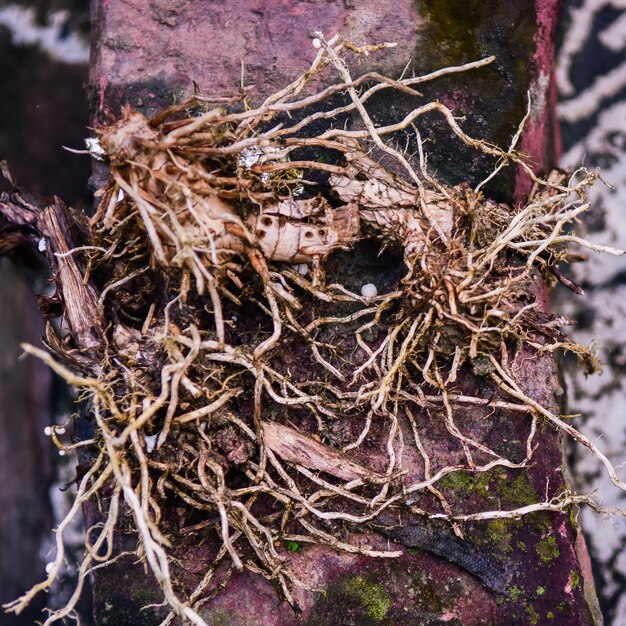 Photo high angle view of roots on railing