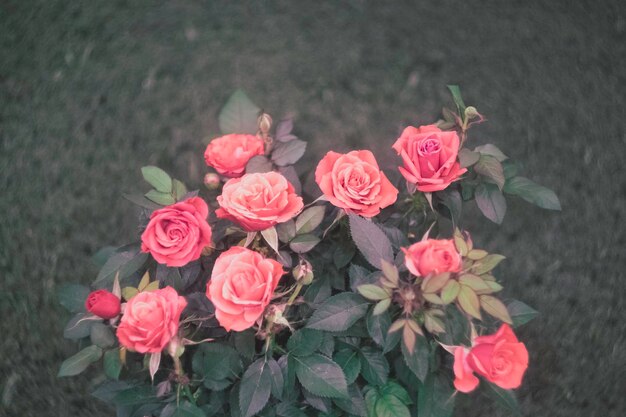 バラの花束の高角度の眺め