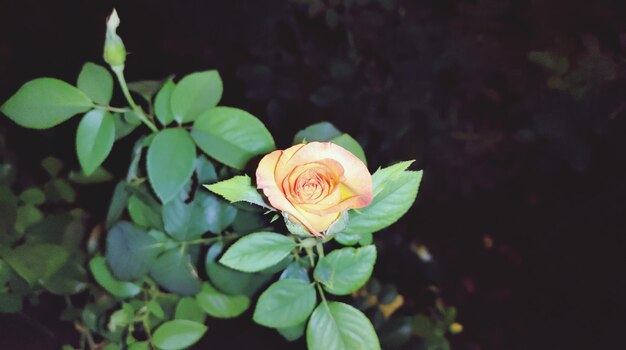 Photo high angle view of rose plant