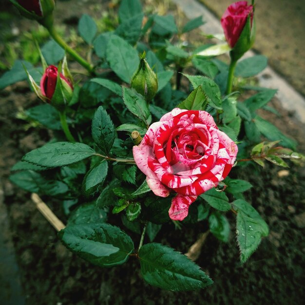 Photo high angle view of rose plant