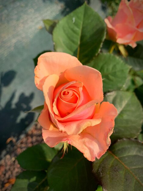Foto vista ad alto angolo della pianta di rosa