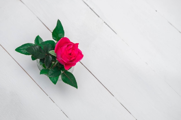 High angle view of rose roses