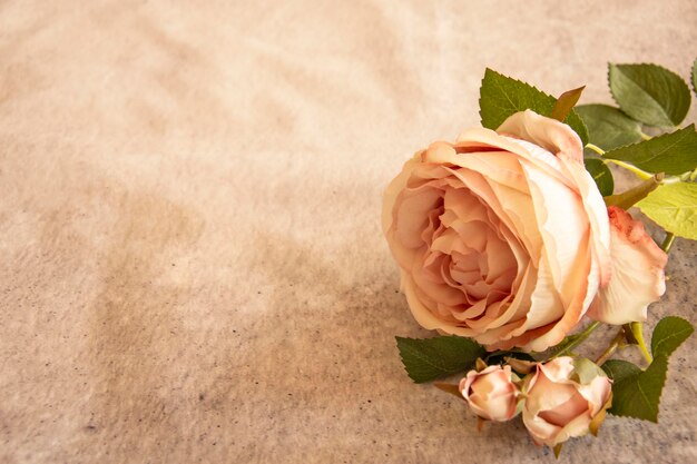 High angle view of rose on table