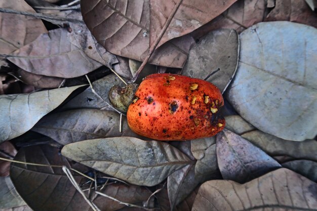 Foto vista ad alta angolazione di frutta marcia su foglia secca durante l'autunno