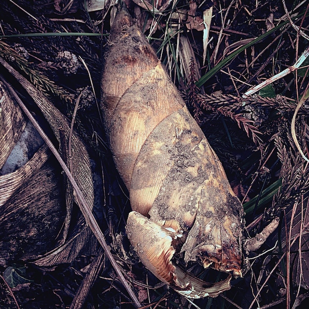 腐った植物の高角度の眺め