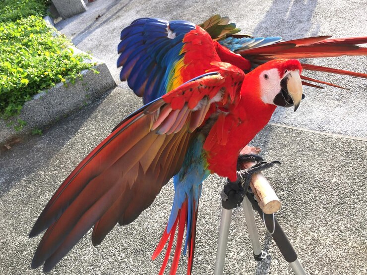 Photo スカーレット・アカウがスタンドに座っている高角度の景色