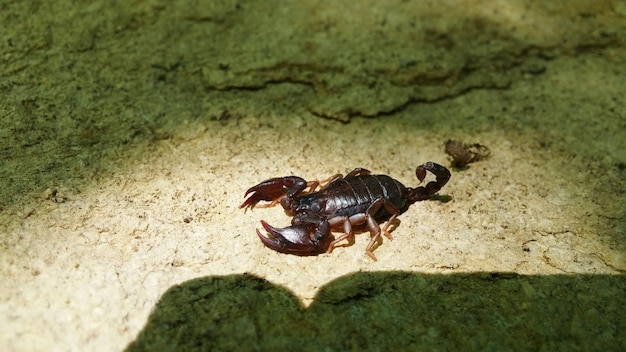 Foto vista ad alta angolazione dello scorpione sulla spiaggia