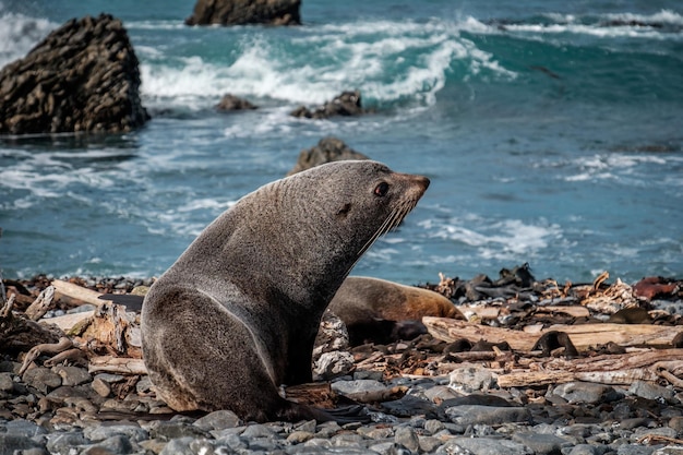 High angle view of sea lion on rock at beach