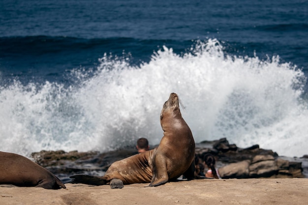 Foto vista ad alto angolo del leone marino sulla roccia