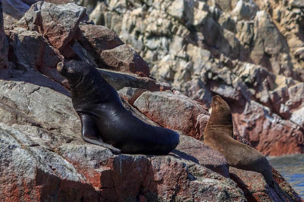 High angle view of sea lion on rock