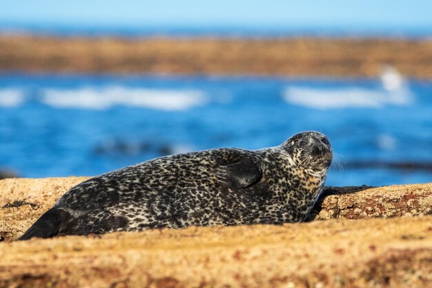 High angle view of sea lion