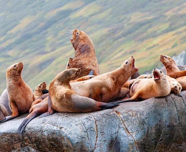 바위 위 에 휴식을 취하고 있는 바다 사자 들 의 높은 각도 광경