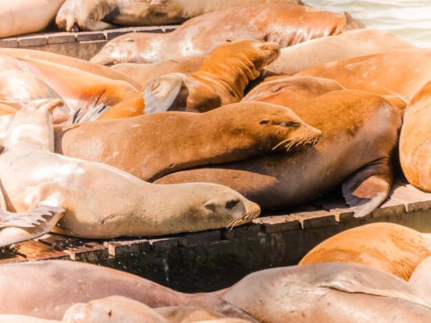 Photo high angle view of sea sleeping