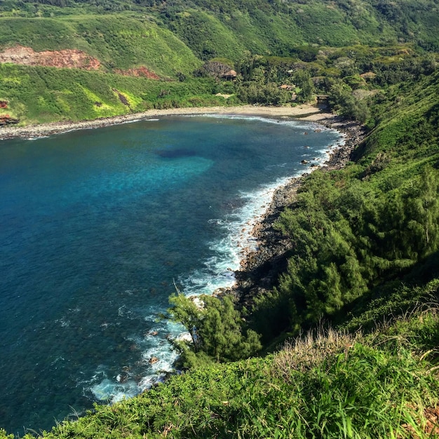 High angle view of sea and trees