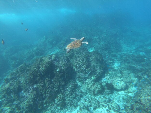 High angle view of sea turtle swimming in sea