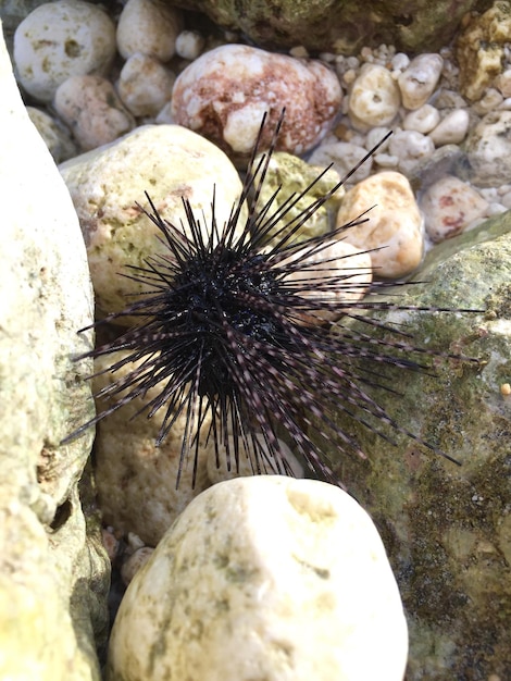 High angle view of sea urchin on rocks