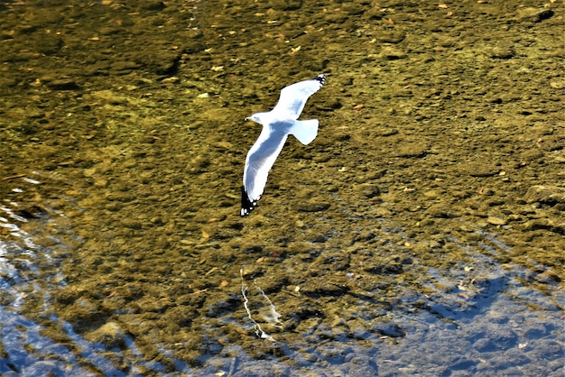 Photo high angle view of seagull flying over beach