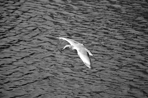 Photo high angle view of seagull flying over lake