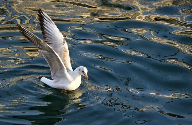 High angle view of seagull flying over lake