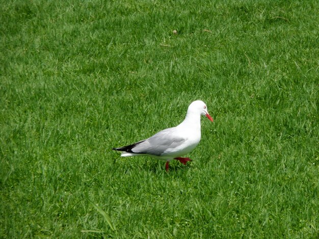 High angle view of seagull on grass
