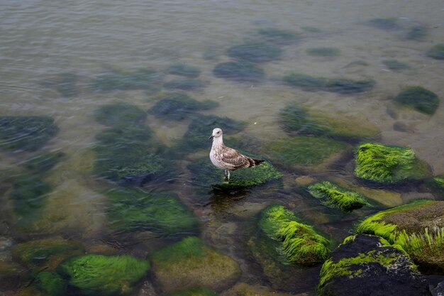 Photo high angle view of seagull in lake