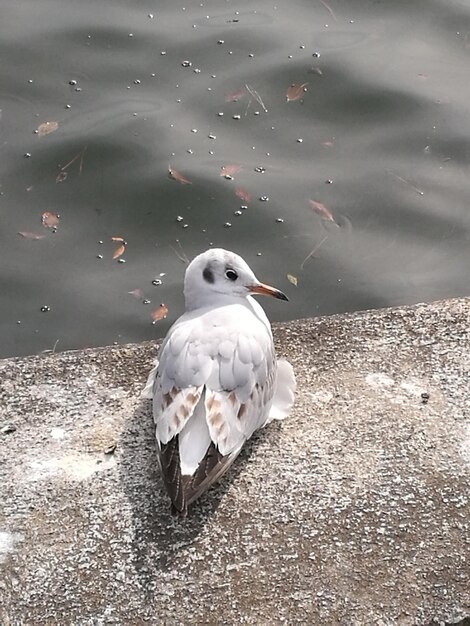 Photo high angle view of seagull perching on lake