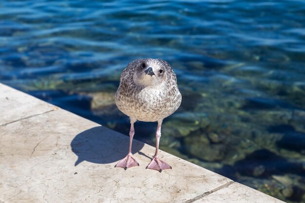 High angle view of seagull perching on a sea