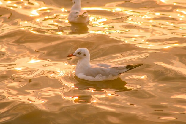 Photo high angle view of seagull swimming in lake