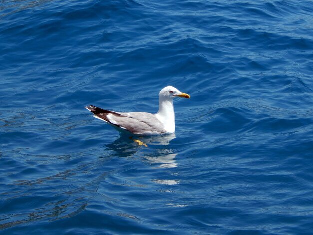 High angle view of seagull swimming in lake