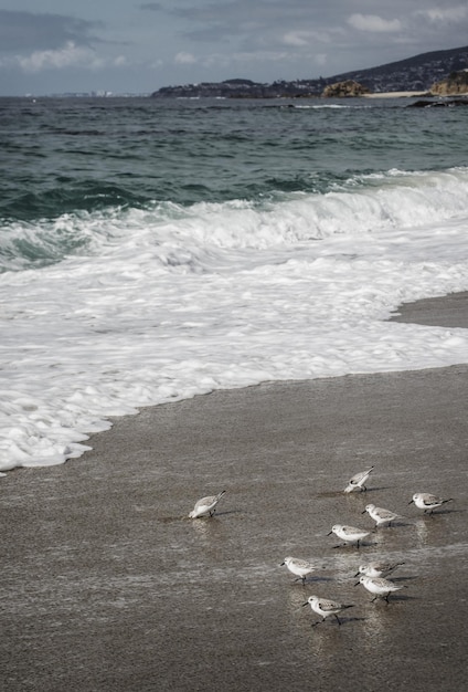 Foto vista ad alto angolo dei gabbiani sulla spiaggia